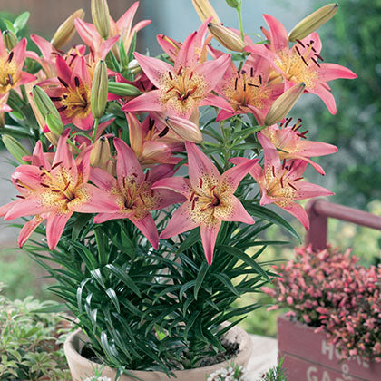LILIUM - PINK PIXIE