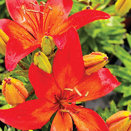 LILIUM - RED PIXIE (ASIATIQUE/ASIATIC)