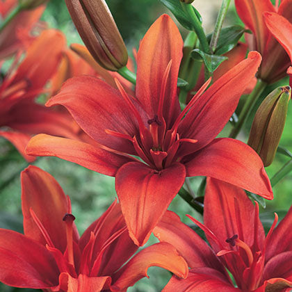 LILIUM - RED TWIN