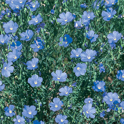 LINUM PERENNE - NANUM SAPHIR