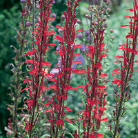 LOBELIA X SPECIOSA - QUEEN VICTORIA