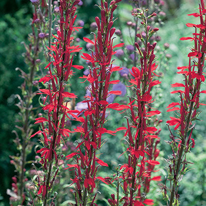 LOBELIA X SPECIOSA - QUEEN VICTORIA