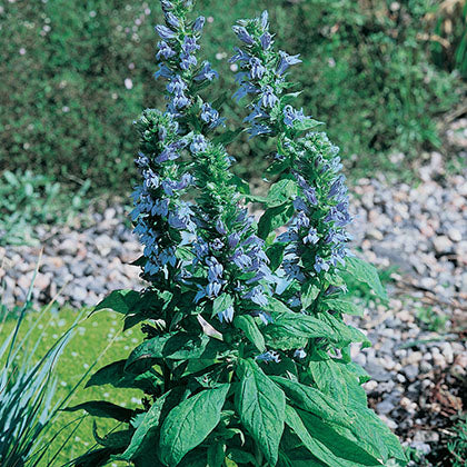 LOBELIA SIPHILITICA - BLUE SELECT