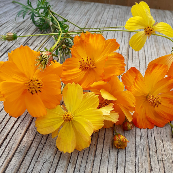 SEMENCES DE FLEURS BIO: COSMOS - SULFUREUX