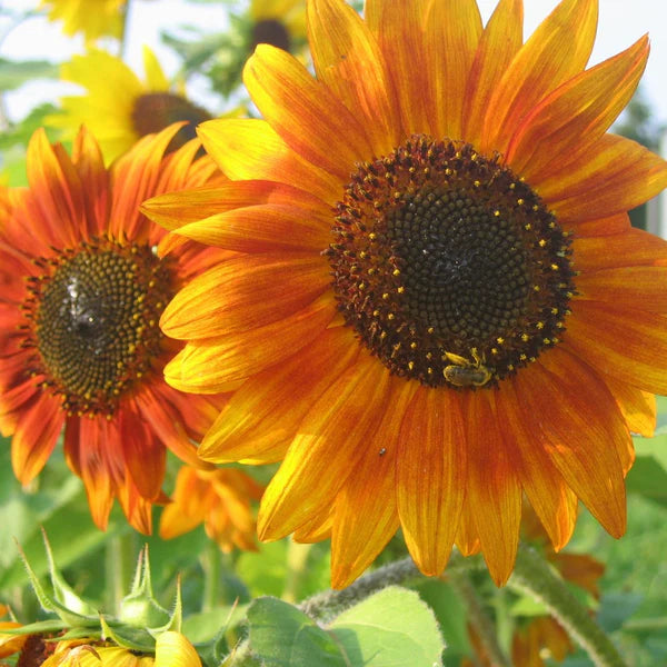 SEMENCES DE FLEURS BIO: TOURNESOL - MELANGE
