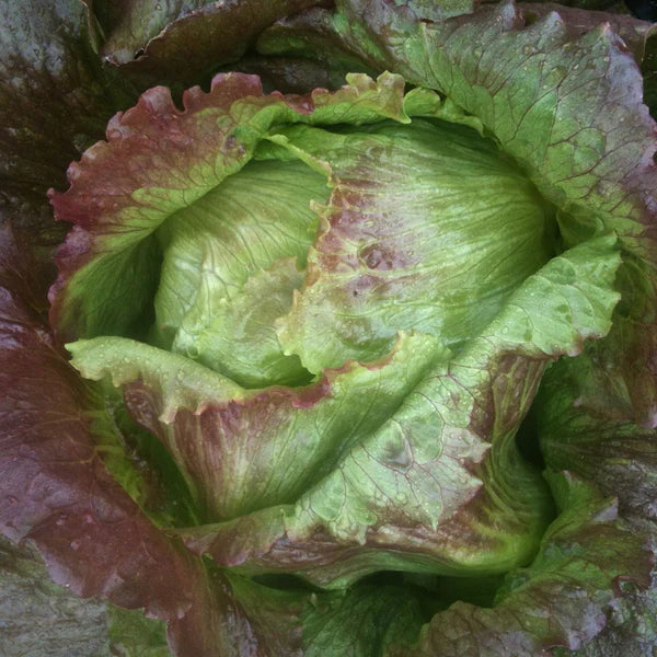 ORGANIC VEGETABLE SEEDS: LETTUCE - RED ICEBERG