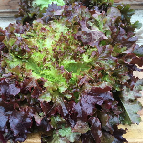 SEMENCES DE LEGUMES BIO: LAITUE FEUILLE DE CHÊNE ROUGE