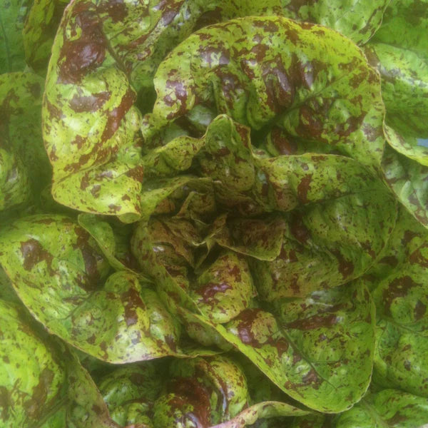 SEMENCES DE LEGUMES BIO: LAITUE ROMAINE - FLASHY TROUT BACK