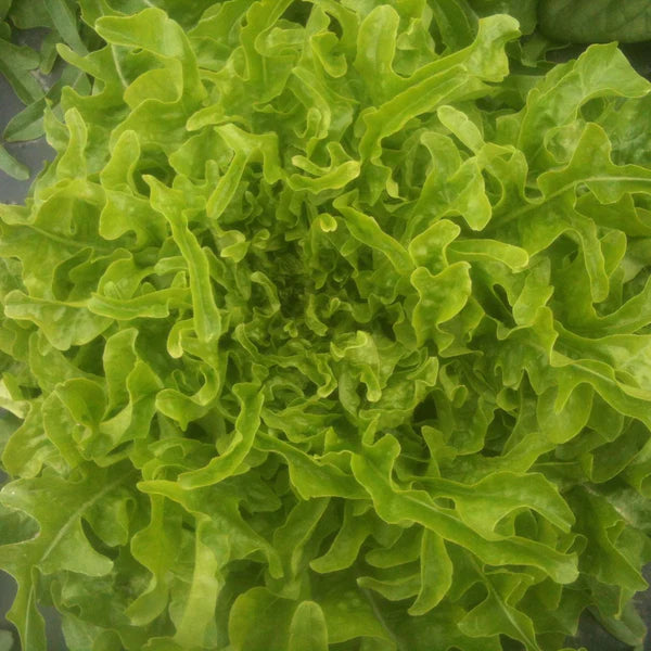 ORGANIC VEGETABLE SEEDS: GREEN OAK LEAF LETTUCE - REGAL OAK