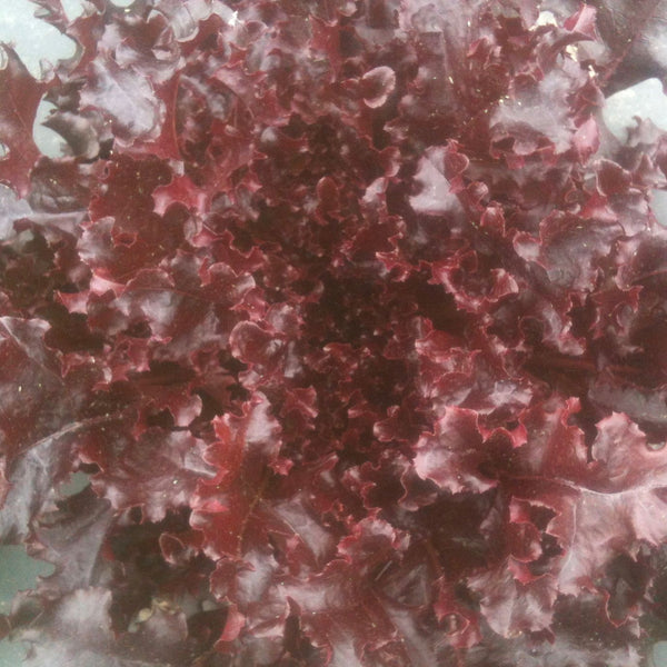 ORGANIC VEGETABLE SEEDS: OAK LEAF LETTUCE - RED SALAD BOWL