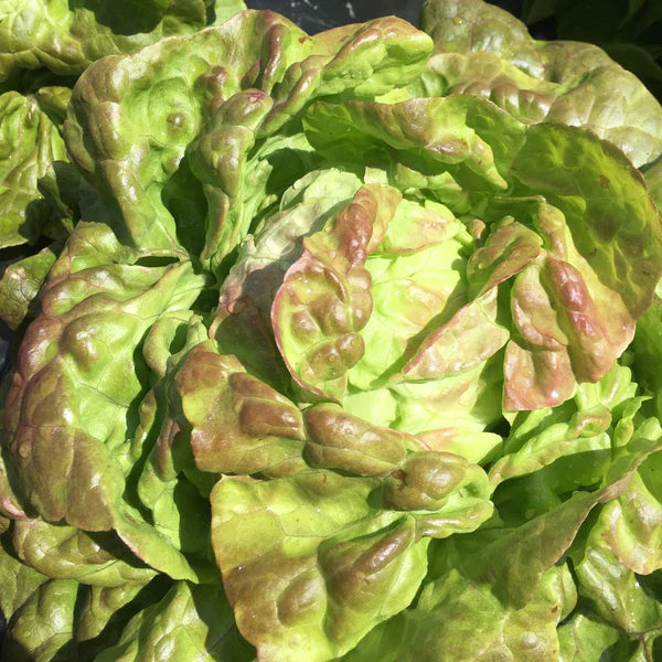 SEMENCES DE LEGUMES BIO: LAITUE POMMÉE - PIRAT