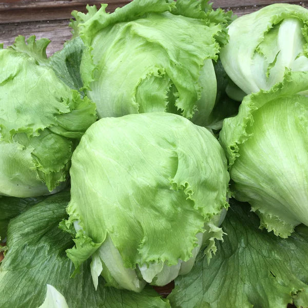 SEMENCES DE LEGUMES BIO: LAITUE ICEBERG - CRISPINO