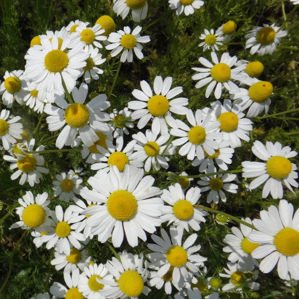 SEMENCES DE FINES HERBES BIO: CAMOMILLE - ALLEMANDE