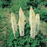 LUPINUS X RUSSELL