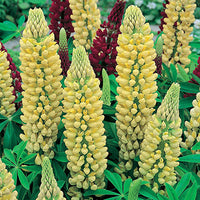 LUPINUS X RUSSELL