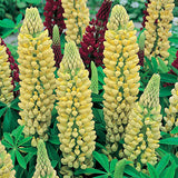 LUPINUS X RUSSELL