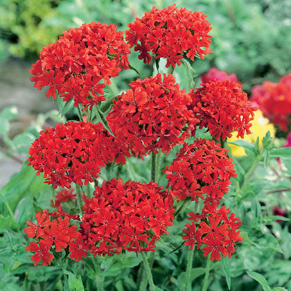 LYCHNIS CHALCEDONICA