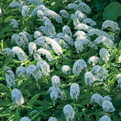 LYSIMACHIA CLETHROIDES