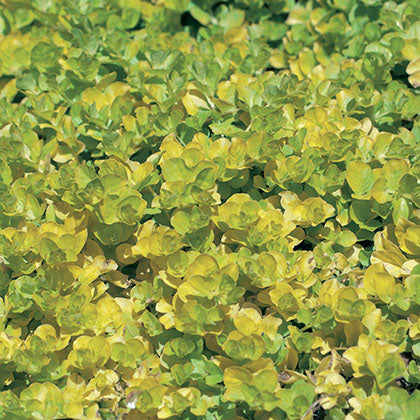 LYSIMACHIA NUMMULARIA - AUREA