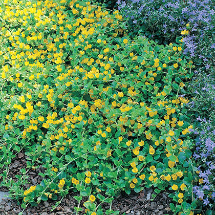 LYSIMACHIA NUMMULARIA