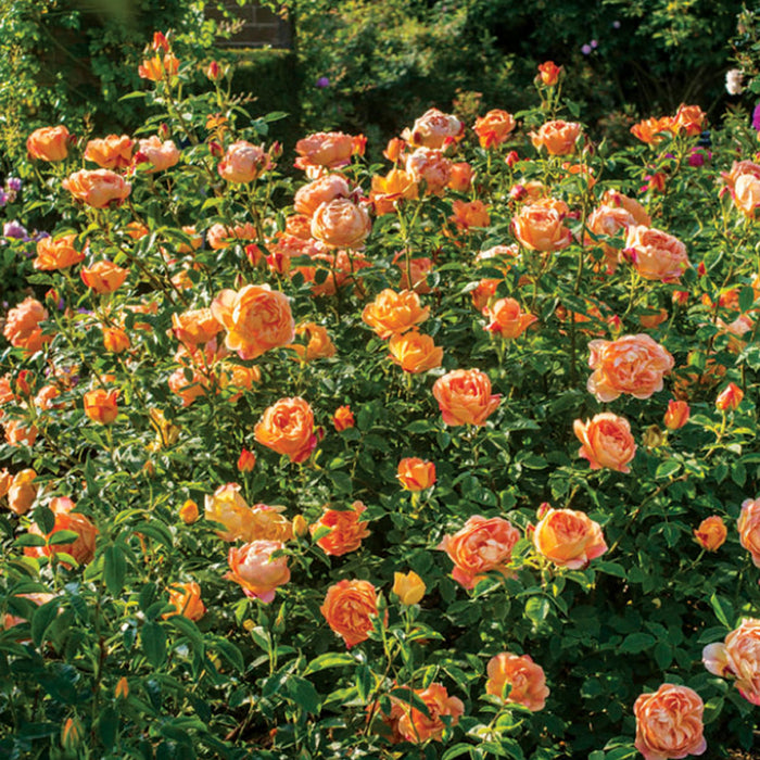 ROSA - LADY OF SHALLOTT