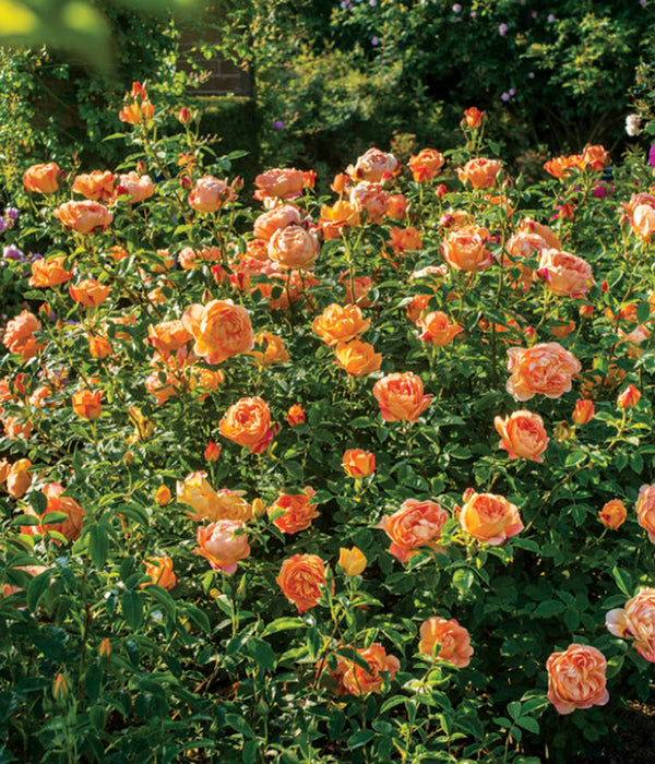 ROSA - LADY OF SHALLOTT