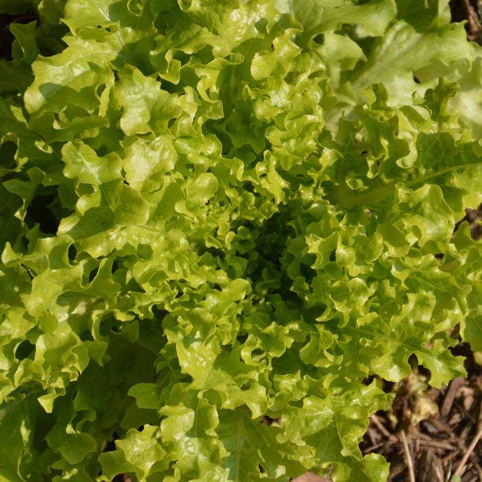 SEMENCES BIOLOGIQUES: LAITUE FEUILLE DE CHÊNE