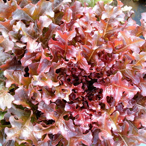 SEMENCES BIOLOGIQUES: LAITUE FEUILLE DE CHÊNE ROUGE