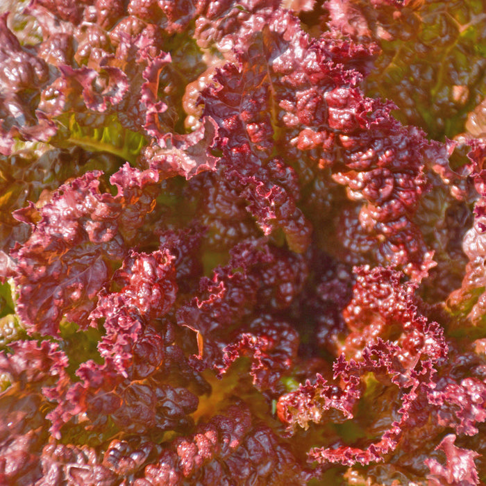 SEMENCES BIOLOGIQUES: LAITUE FEUILLE REDINA