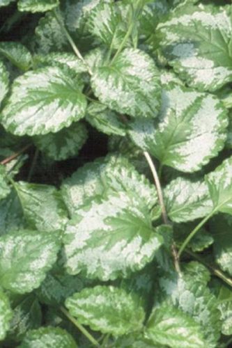 LAMIASTRUM GALEOBDOLON