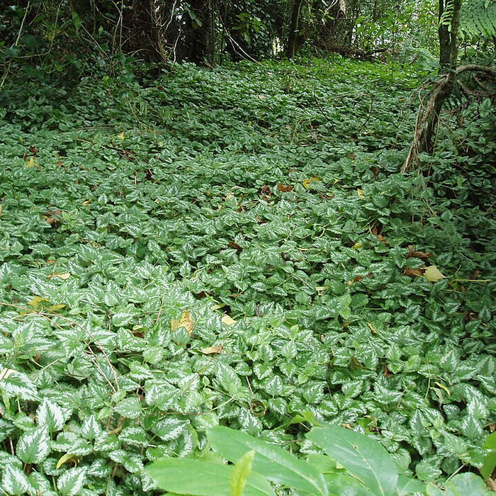 LAMIASTRUM GALEOBDOLON - VARIEGATUM