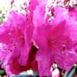 RHODODENDRON - LANDMARK