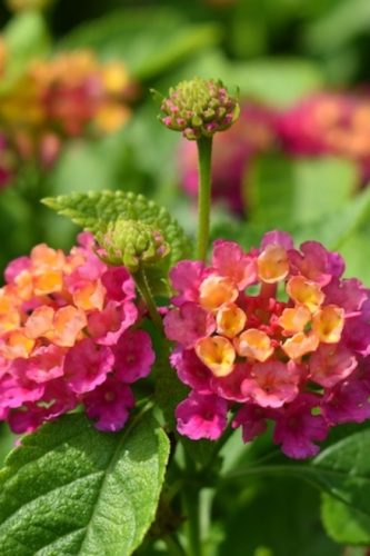LANTANA GEM - COMPACT PINK OPAL
