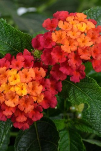 LANTANA GEM - RUBY