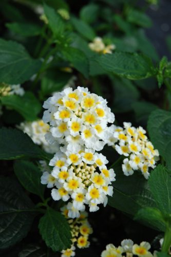 LANTANA SUNNYVILLE - WHITE
