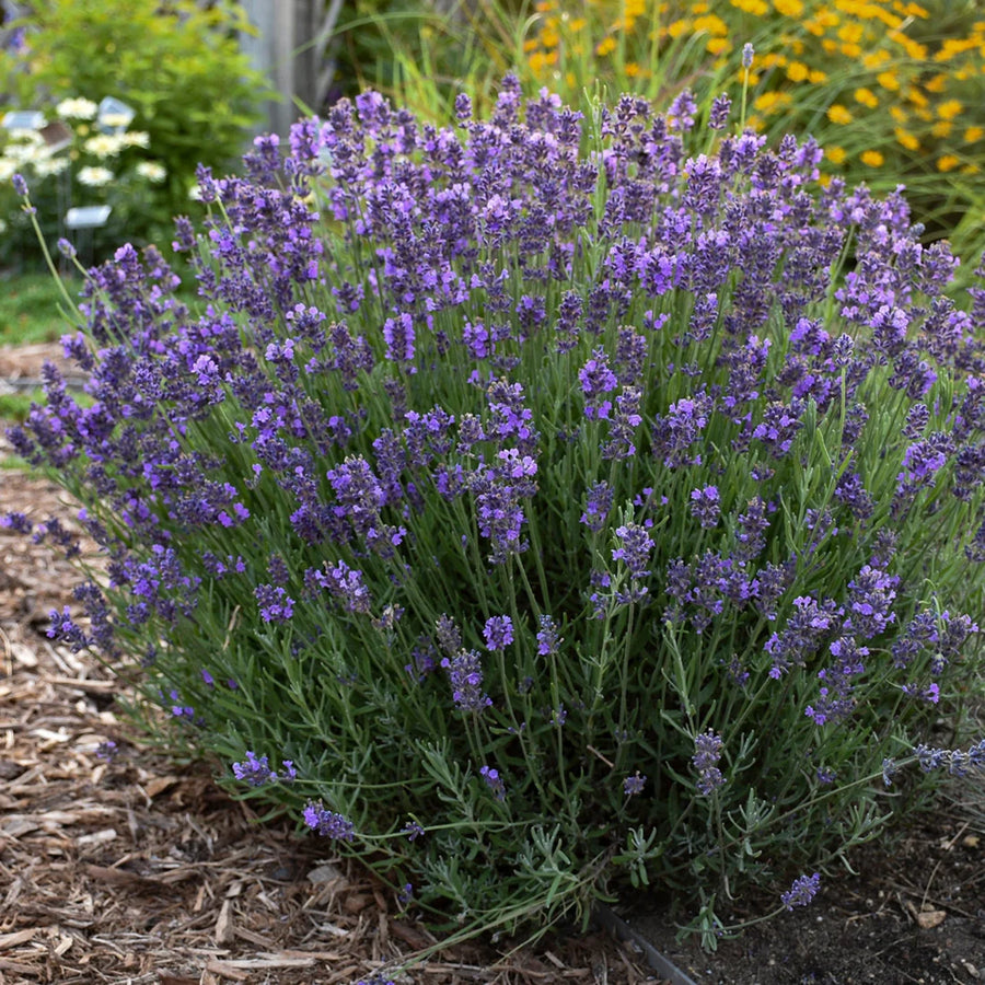 LAVANDULA ANGUSTIFOLIA - HIDCOTE