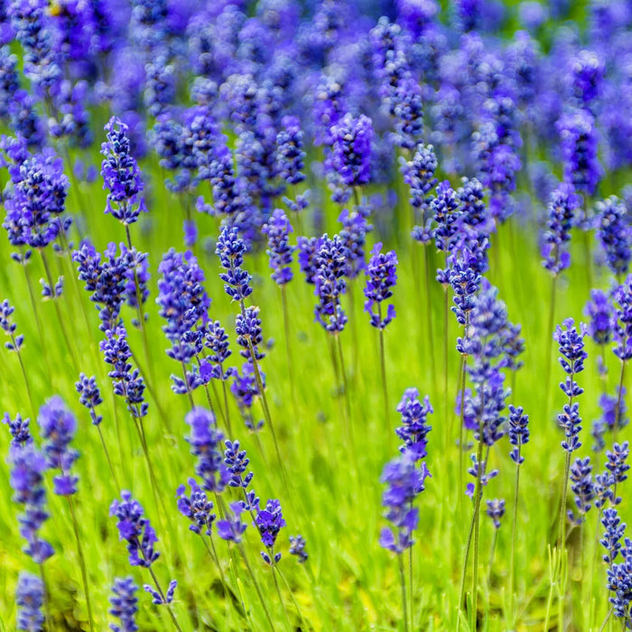 LAVANDULA ANGUSTIFOLIA - MUNSTEAD
