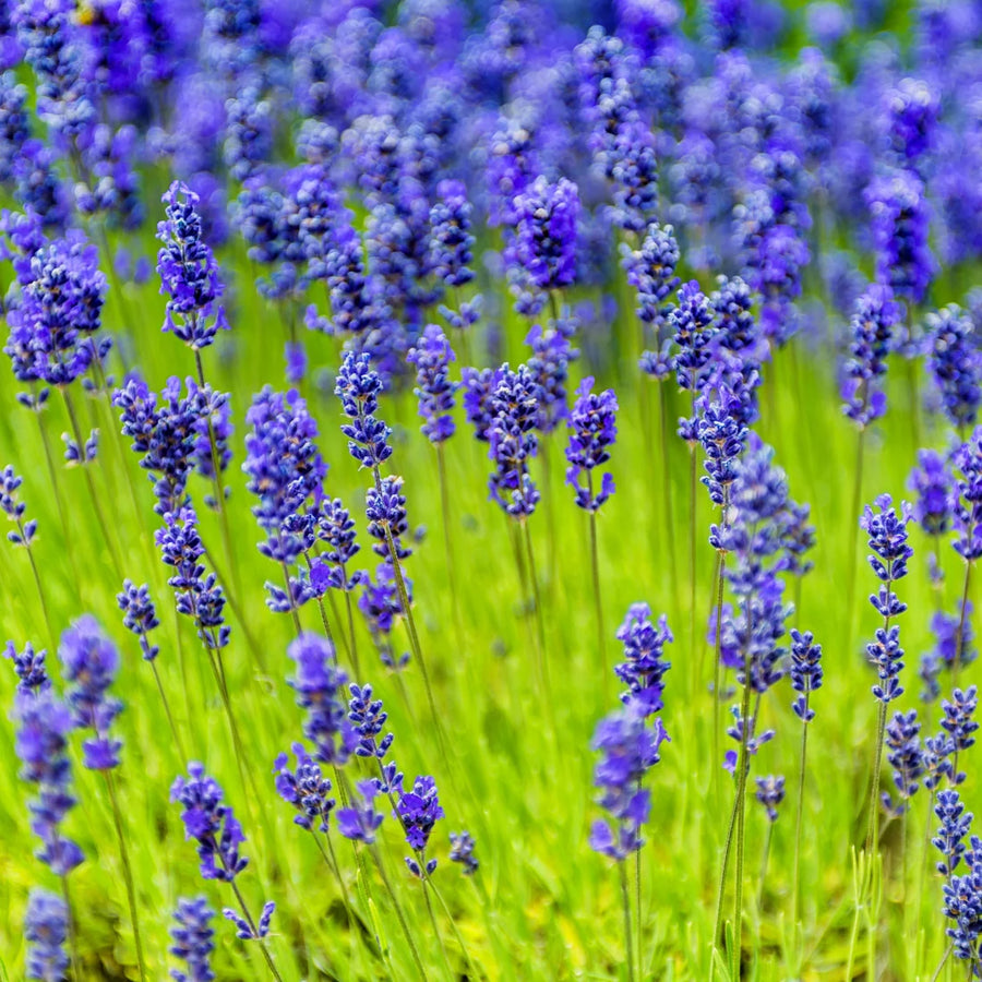 LAVANDULA ANGUSTIFOLIA - MUNSTEAD