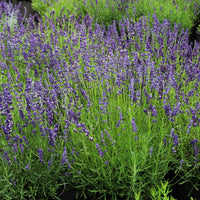 LAVANDULA ANGUSTIFOLIA - MUNSTEAD