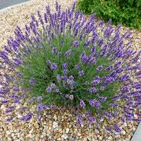 LAVANDULA ANGUSTIFOLIA - GROSSO