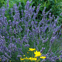 LAVANDULA ANGUSTIFOLIA - GROSSO