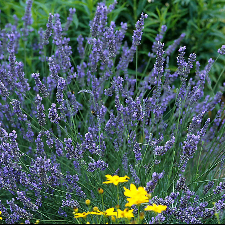 LAVANDULA ANGUSTIFOLIA - GROSSO