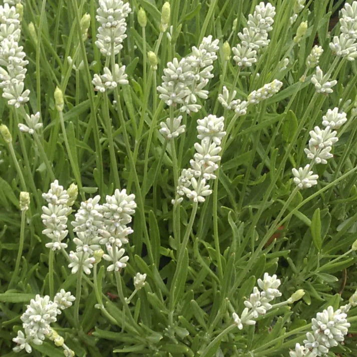 LAVANDULA ANGUSTIFOLIA - LA DIVA SPIRIT WHITE