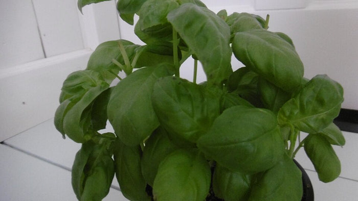 BASILIC VERT