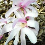 MAGNOLIA X LOEBNERI - LEONARD MESSEL