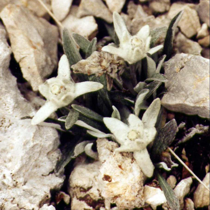 LEONTOPODIUM ALPINUM