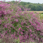 LESPEDEZA THUNBERGII - GIBRALTAR