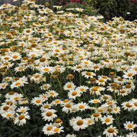 LEUCANTHEMUM X SUPERBUM - BECKY