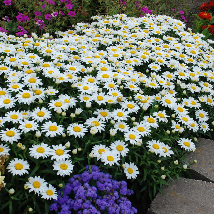LEUCANTHEMUM X SUPERBUM - SNOWCAP