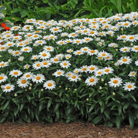 LEUCANTHEMUM X SUPERBUM - SNOWCAP